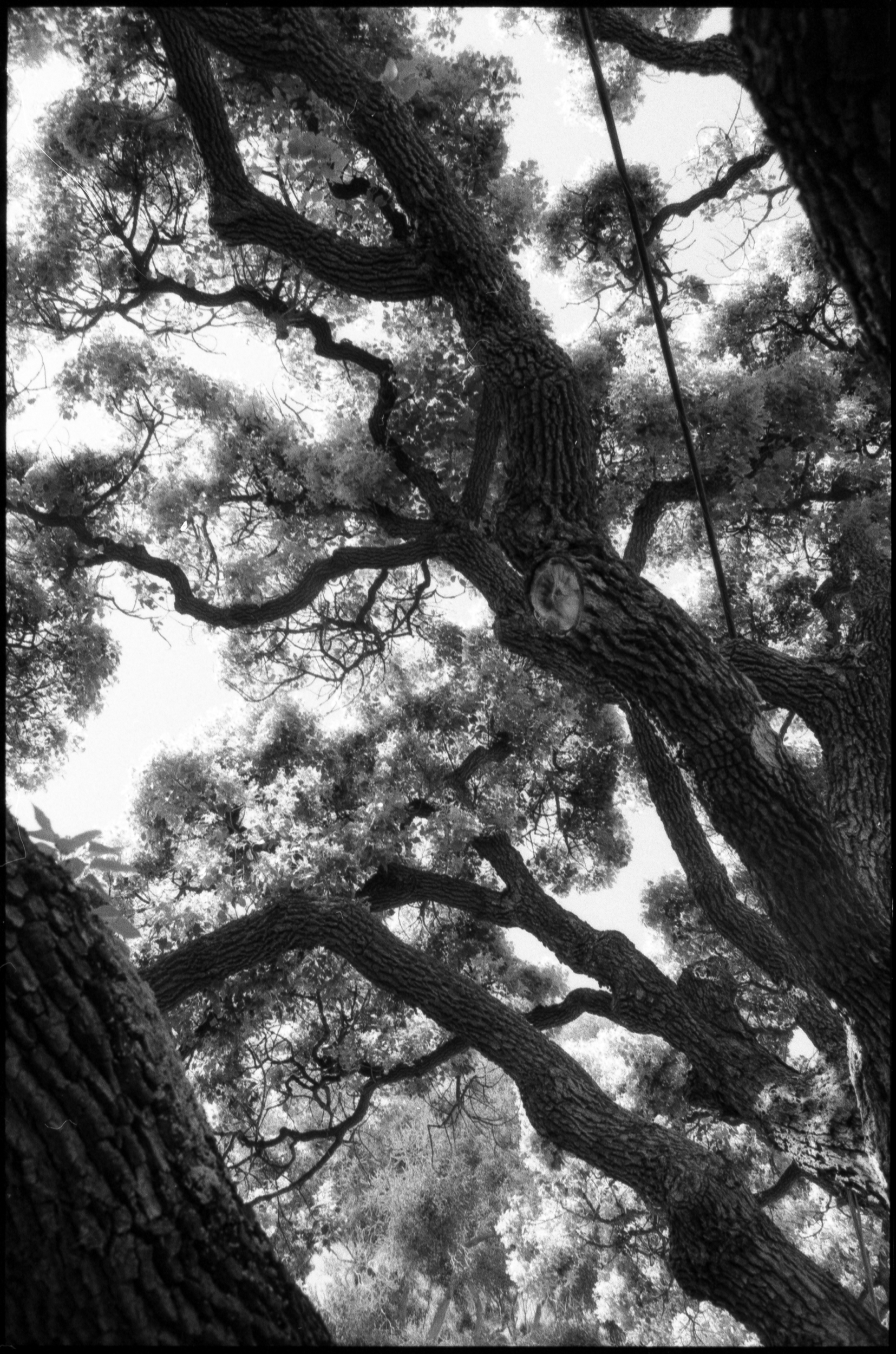 twisted curly tree branches silhouetted in front of bright midday sky overhead, 35mm film