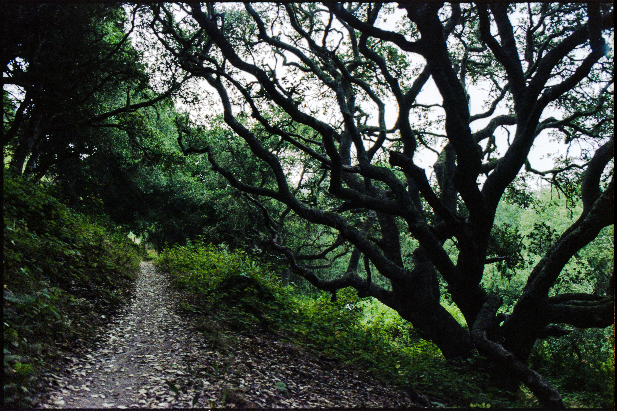 twisted curly tree branches over a dim shady forest trail, 35mm film