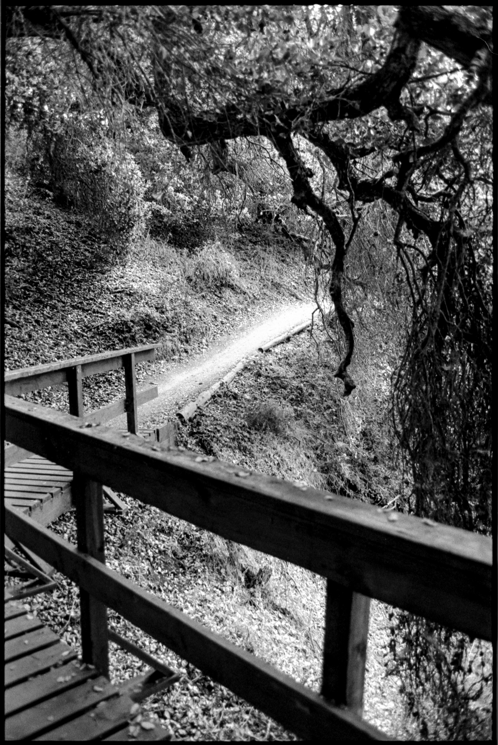 moody foot bridge and trail beneath mossy tree branches, high contrast, 35mm film