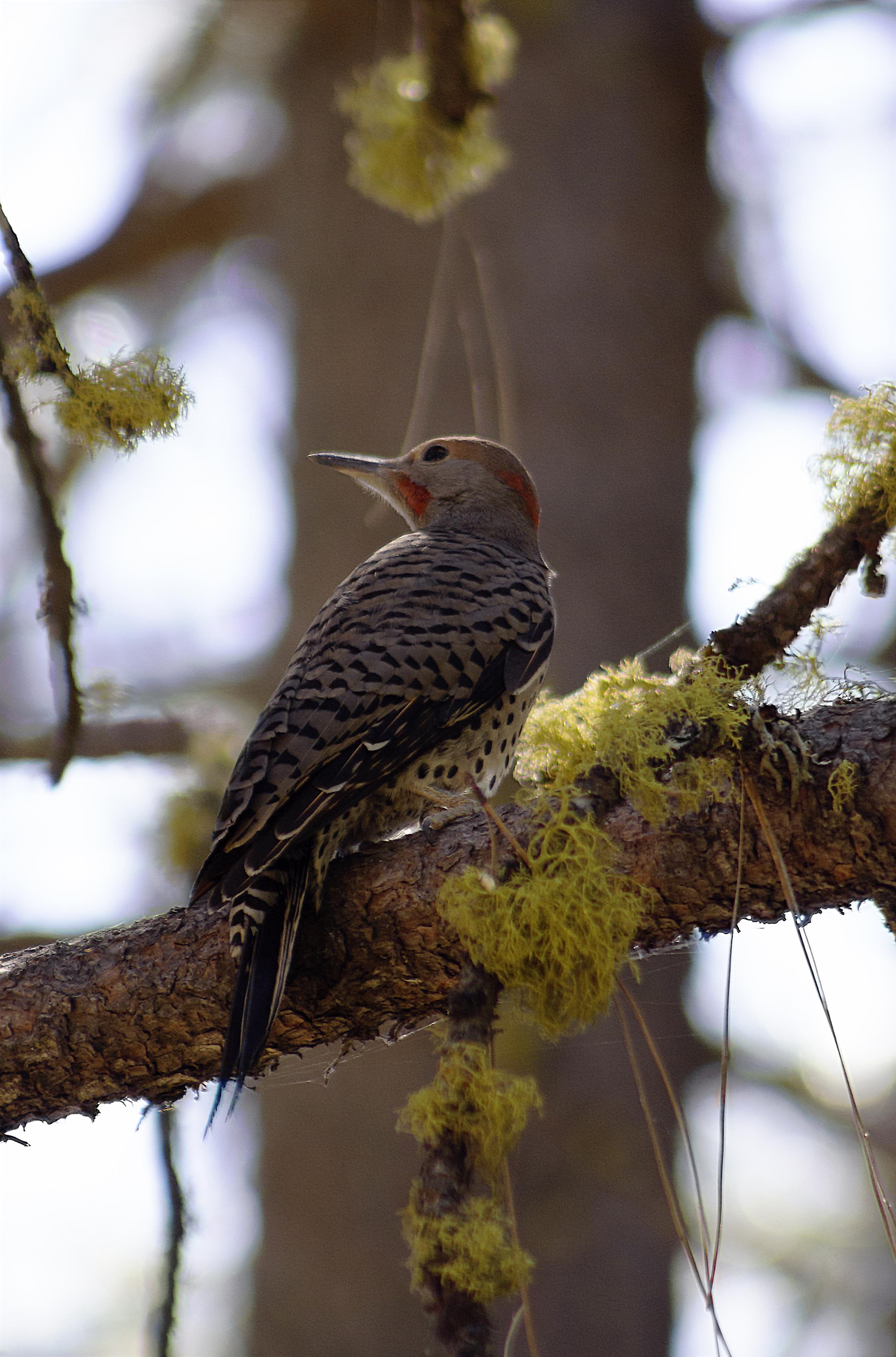 red-shafted northern flicker bird sitting on mossy tree branch near lake almanor