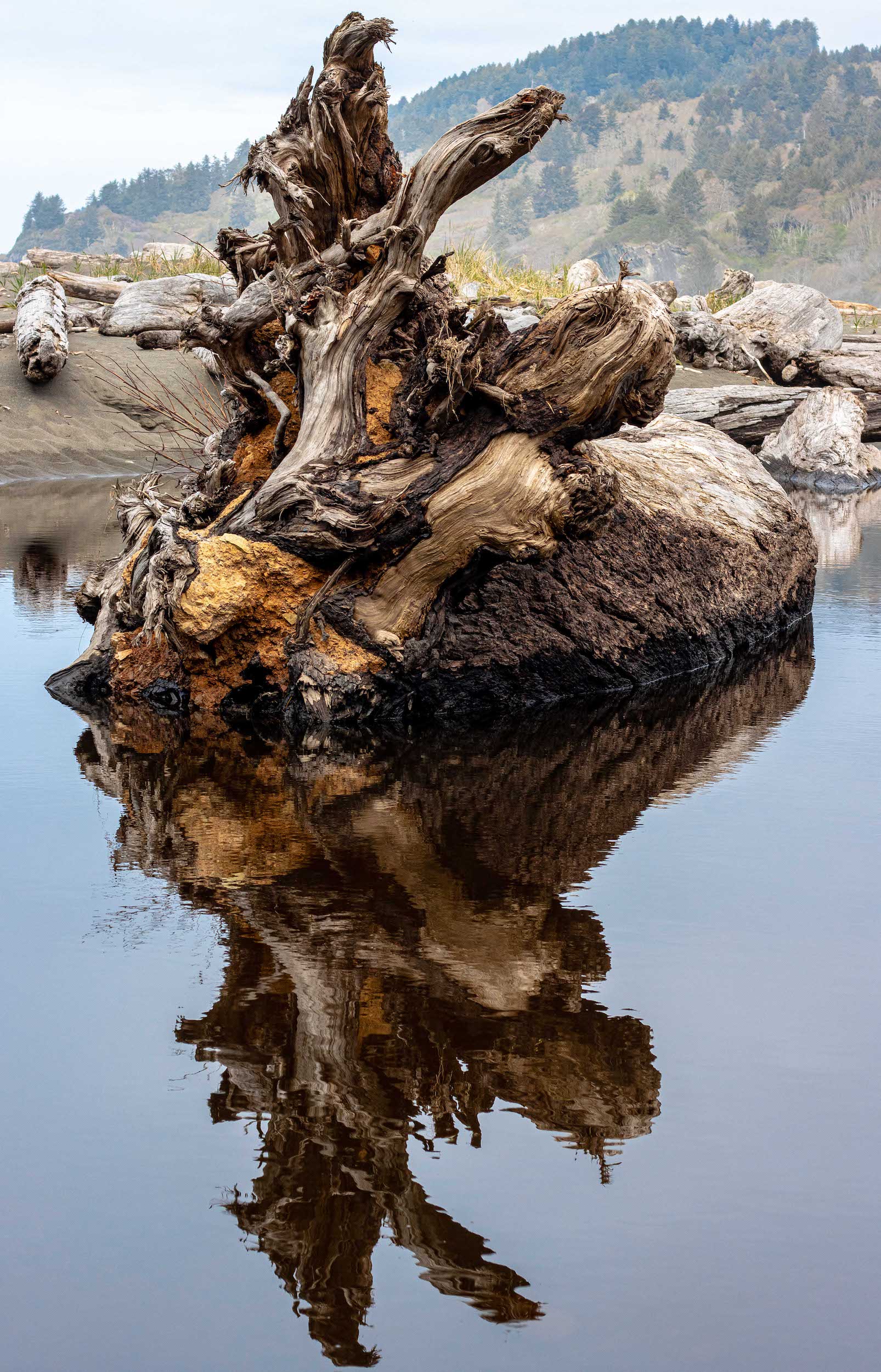 large driftwood log with roots floating in a still stream with shimmering reflection