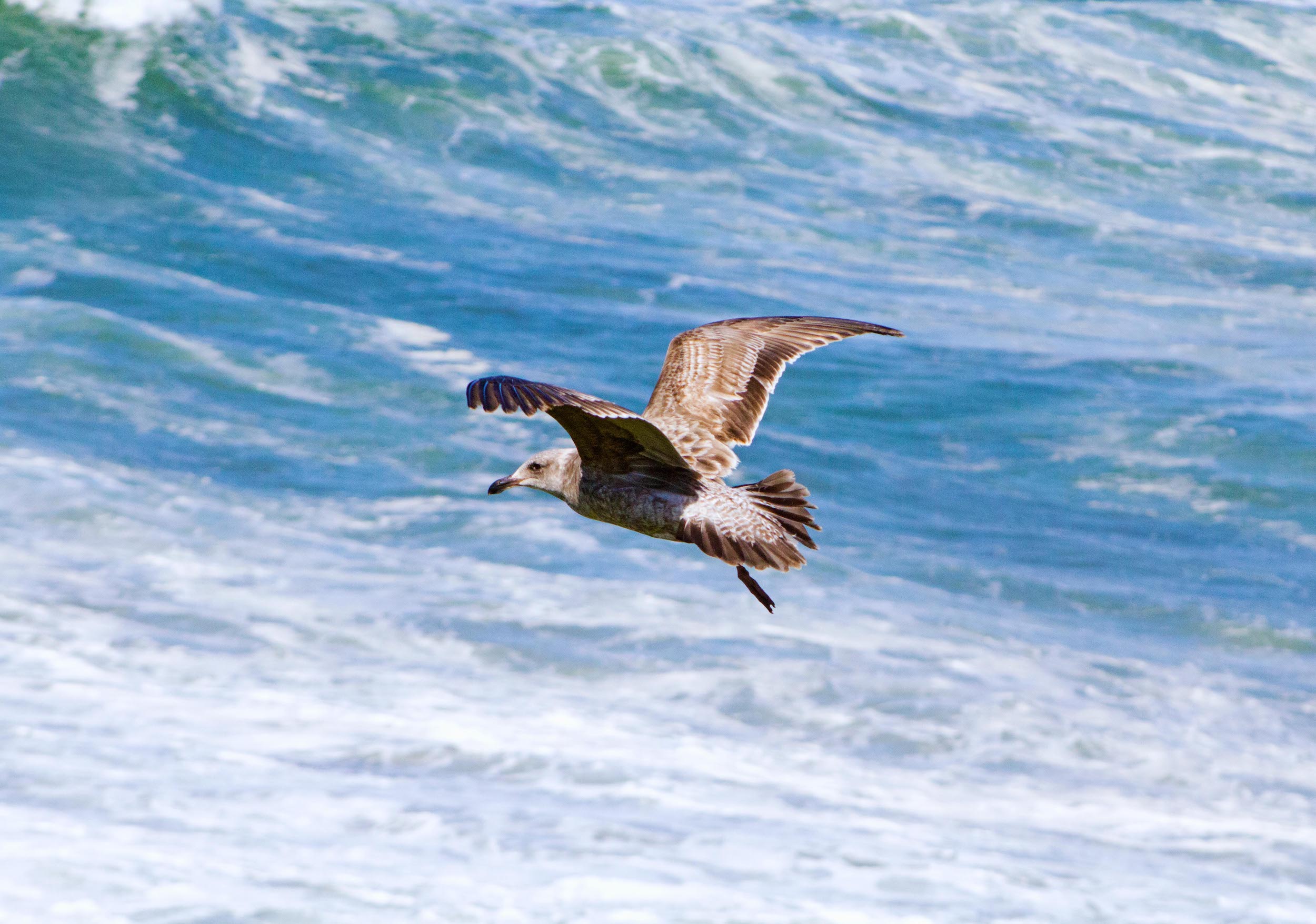 seagull flying in front of ocean waves
