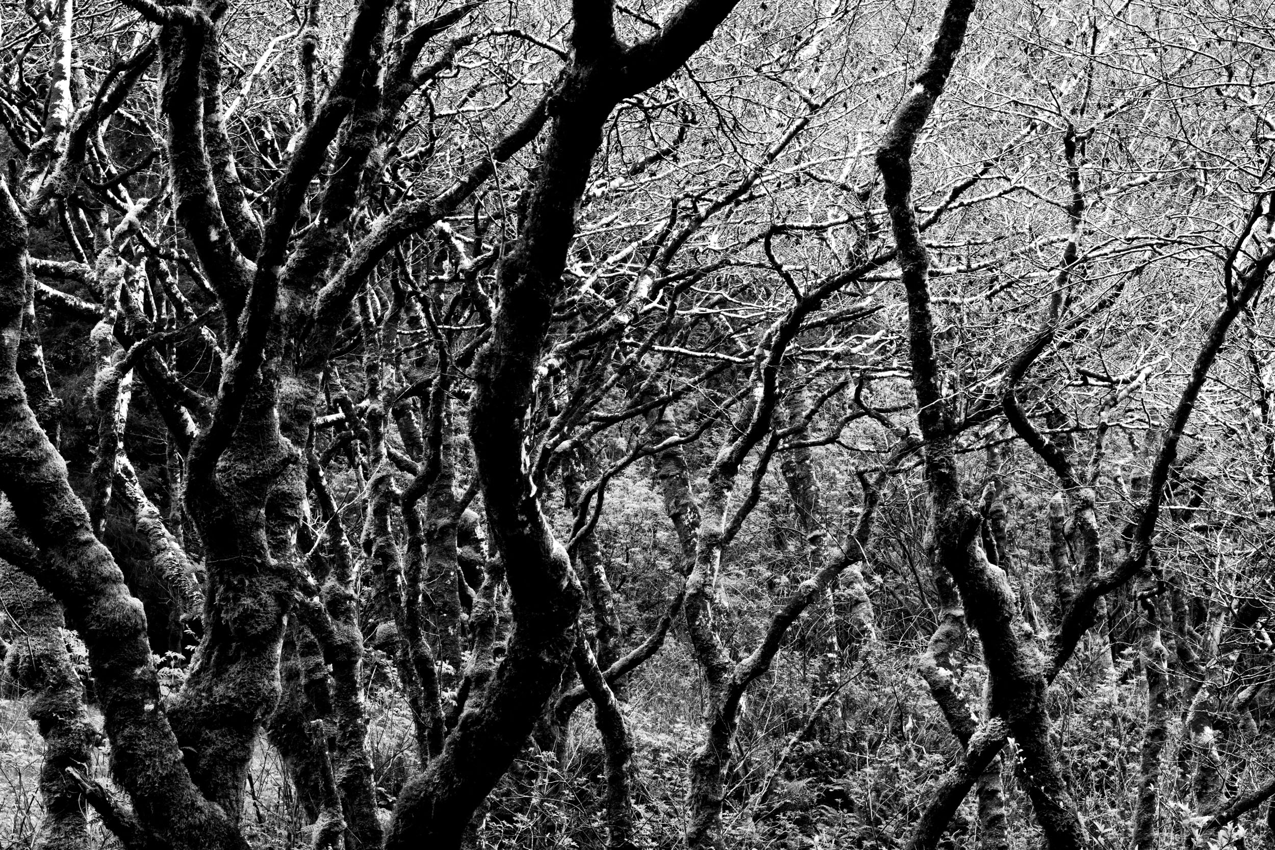 black and white high contrast photo of crooked  barren tree limbs in a dense forest