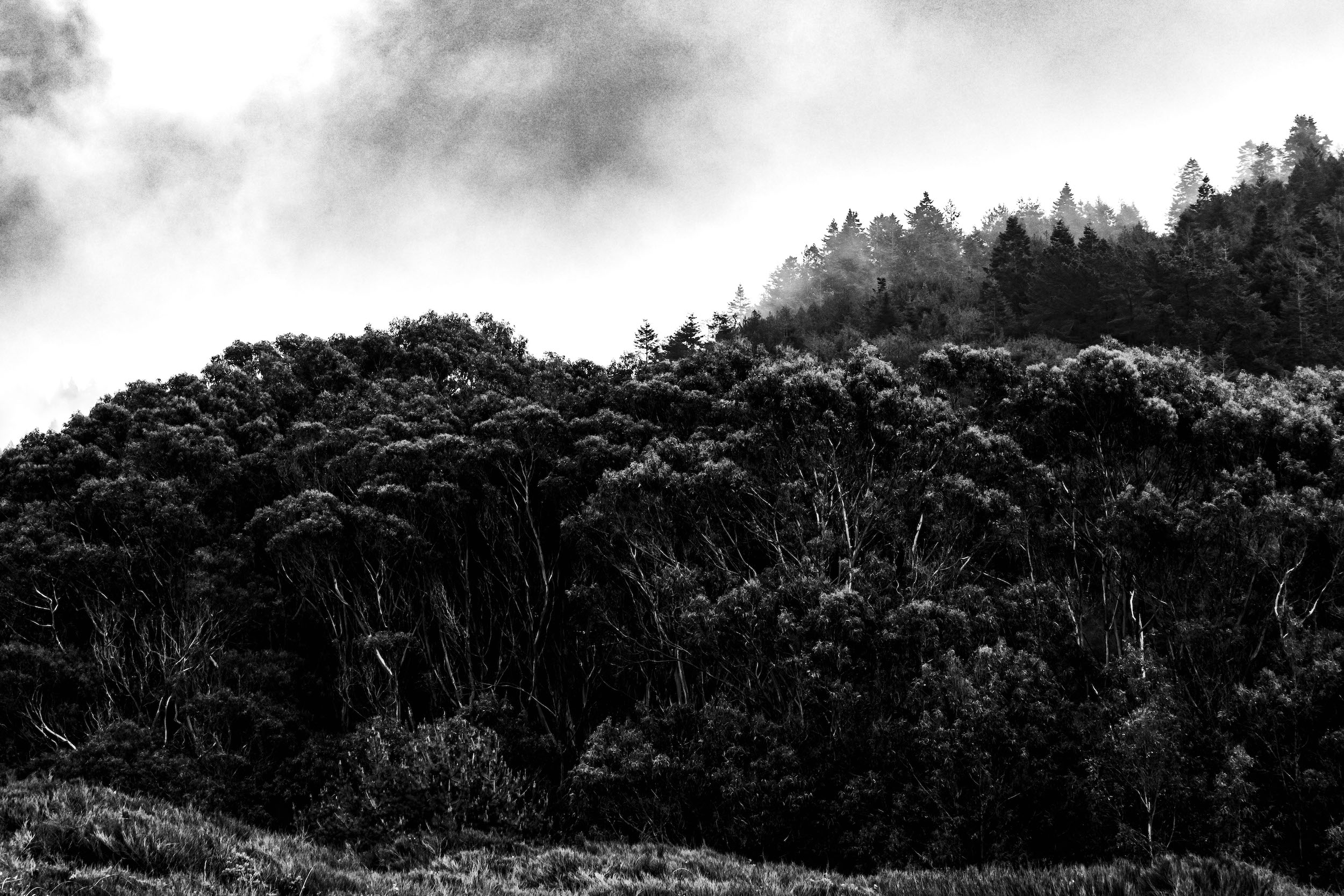 high contrast black and white photo of a foggy tree line on the california north coast
