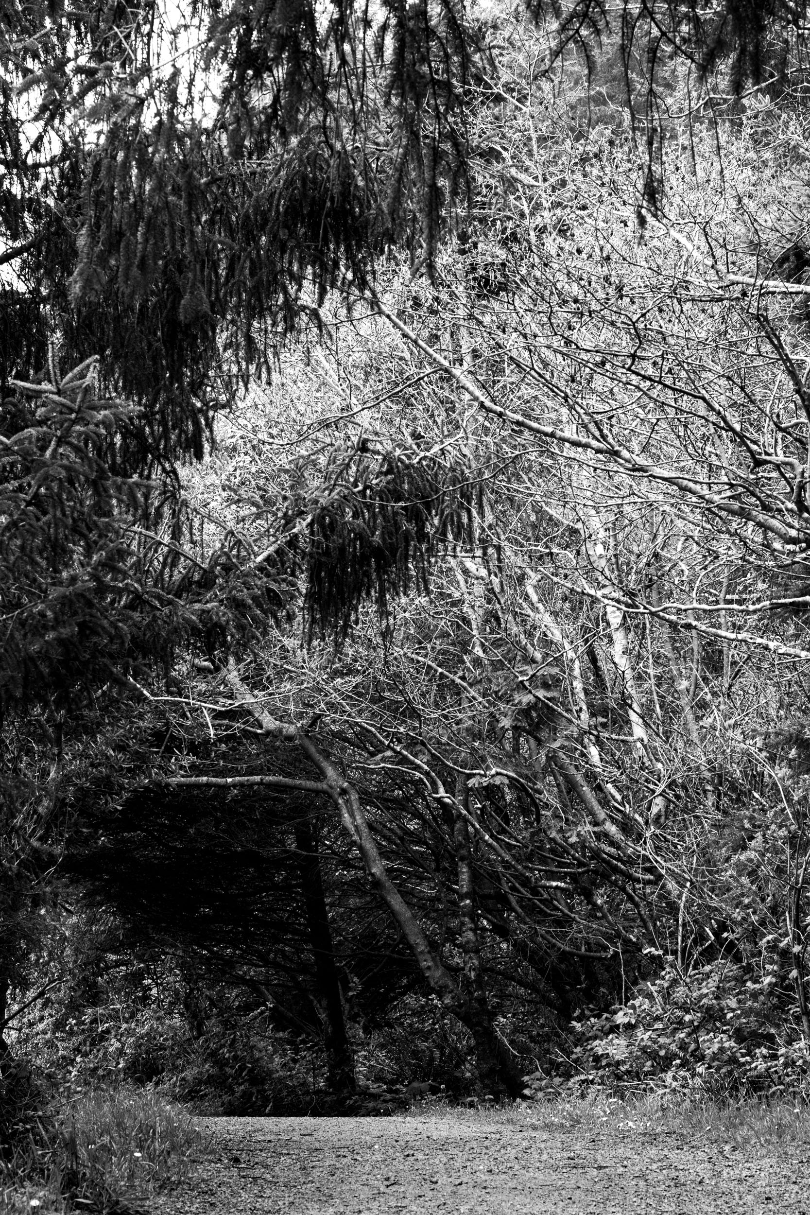 high contrast black and white photo of a forest trail with drooping branches overhead