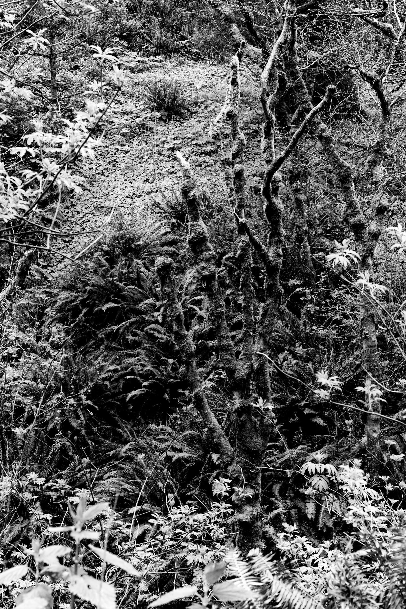 high contrast black and white photo of mossy tree branches on a forest floor