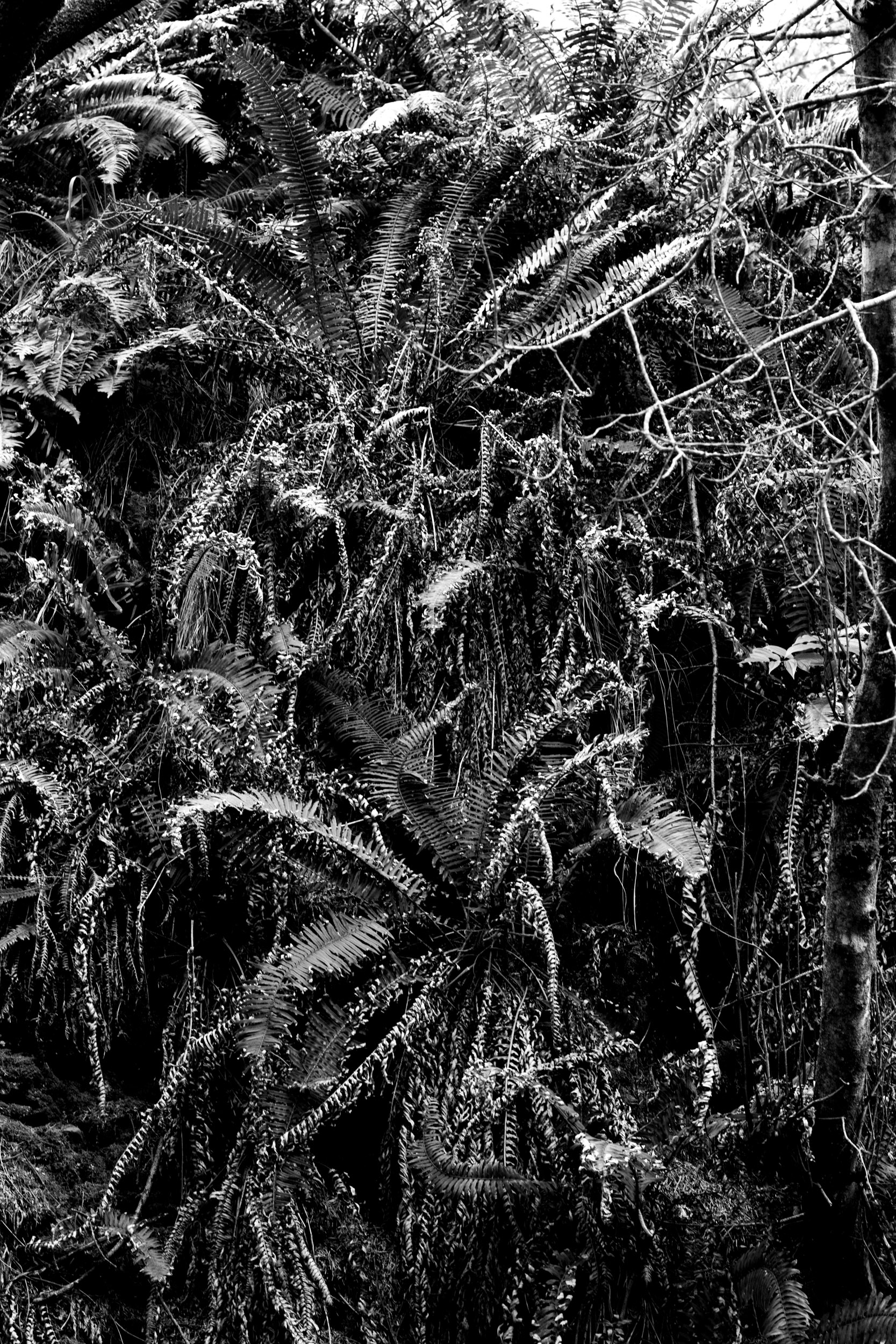 high contrast black and white photo of speckled fern leaves on a forest floor