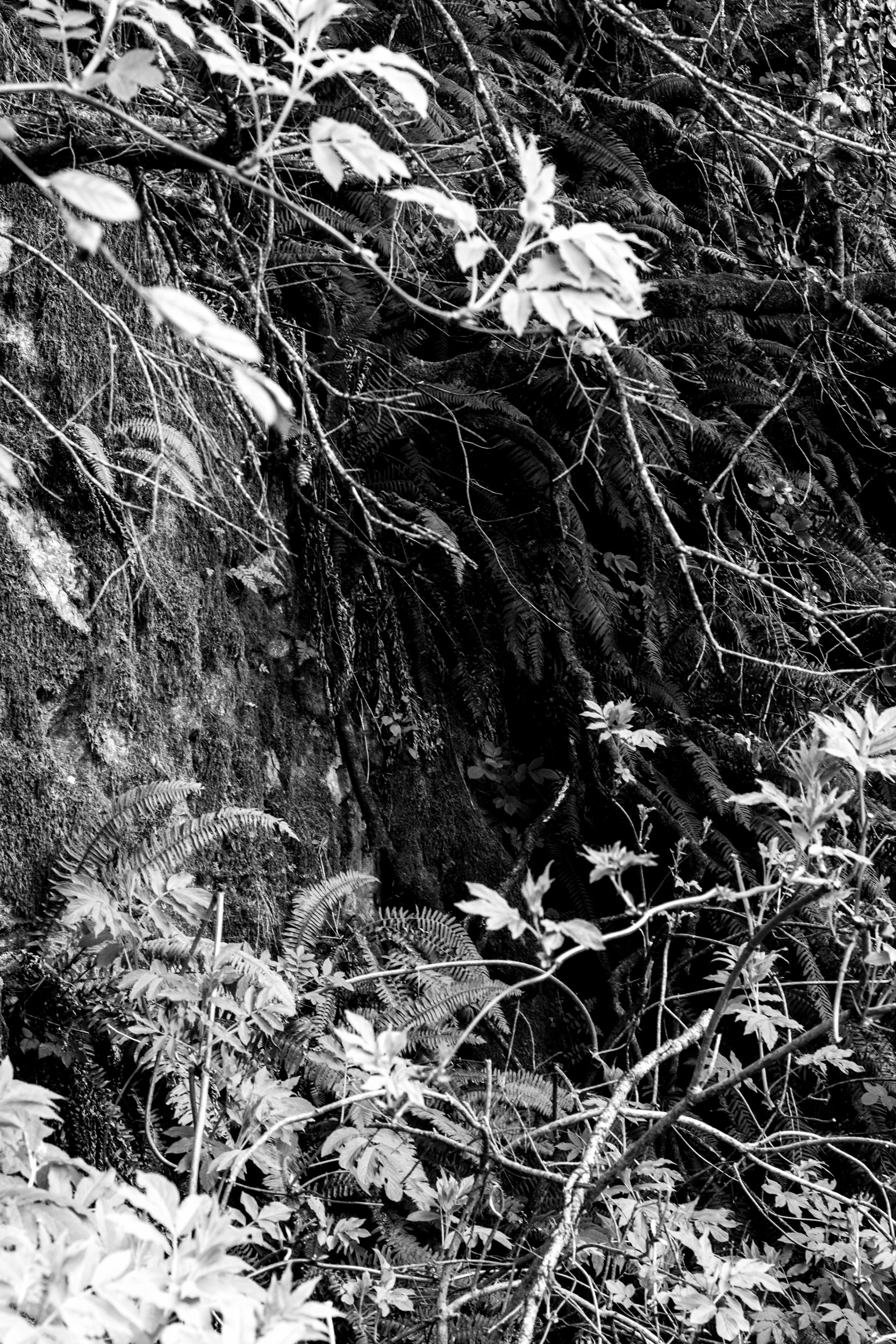 high contrast black and white photo of a gap in branches and leaves revealing the packed soil beneath tree roots in a forest