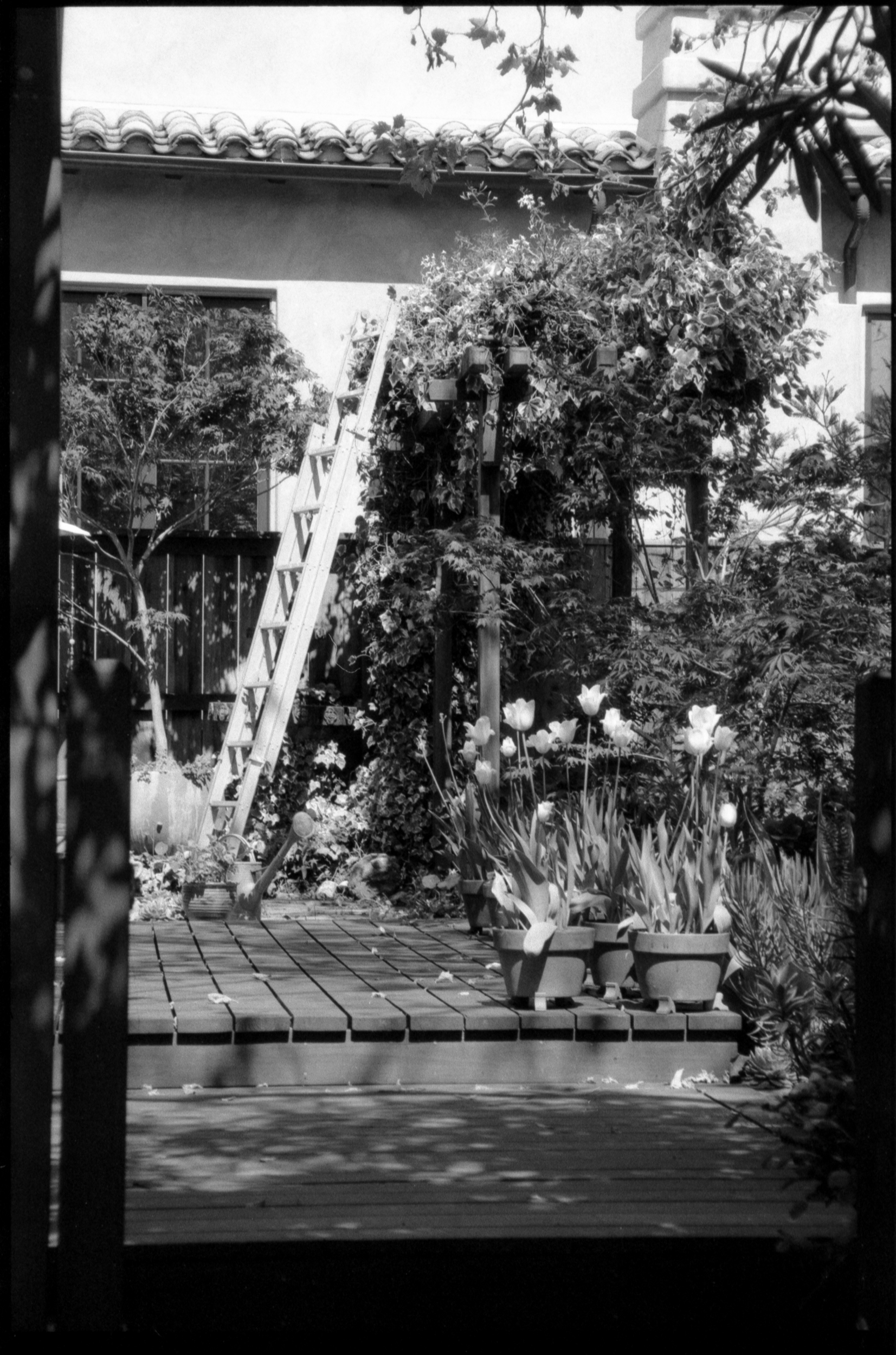 an idyllic suburban backyard with many plants, tulips, and a ladder in the background