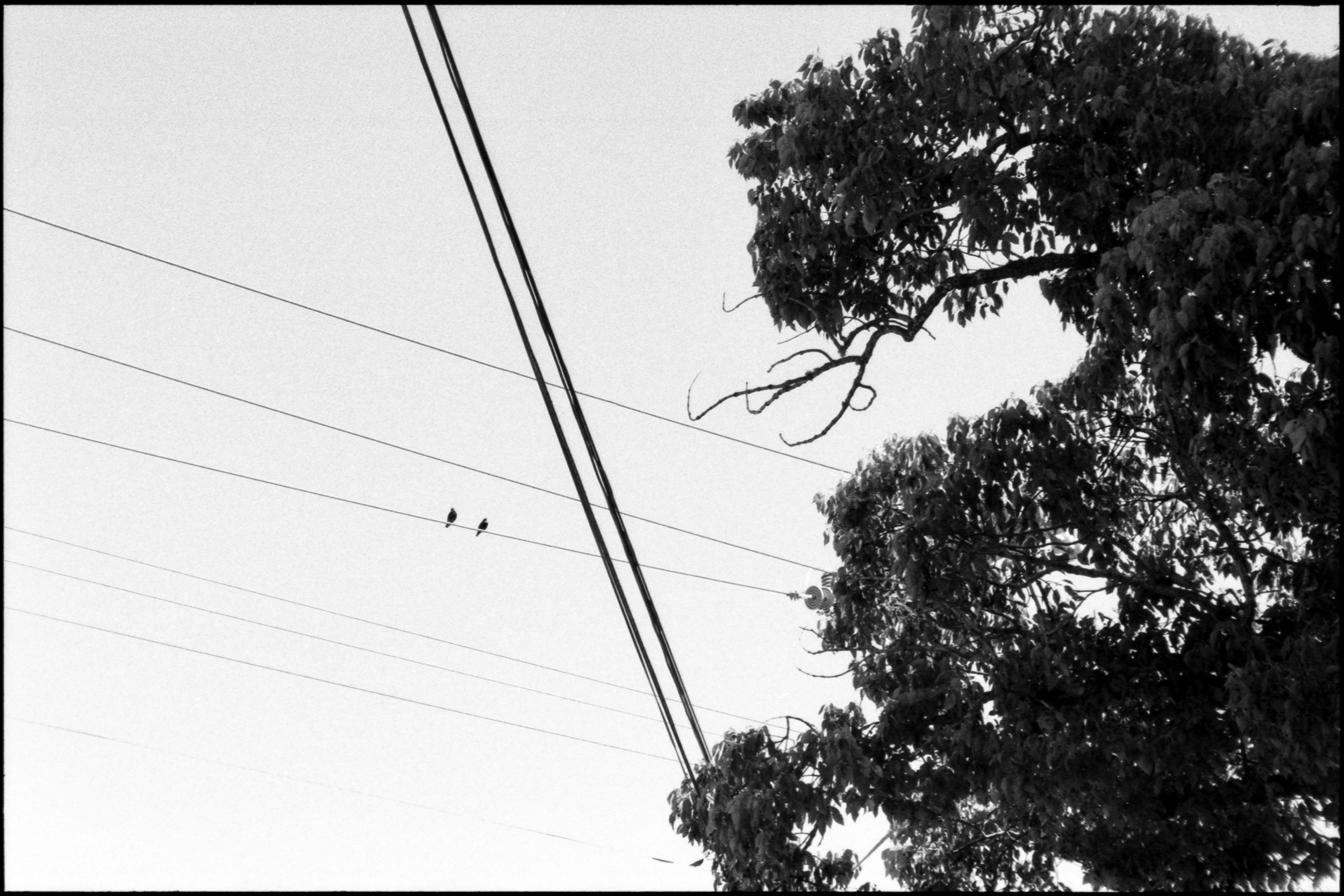 two birds sitting among a criss-crossing pattern of power lines near a tree overhead