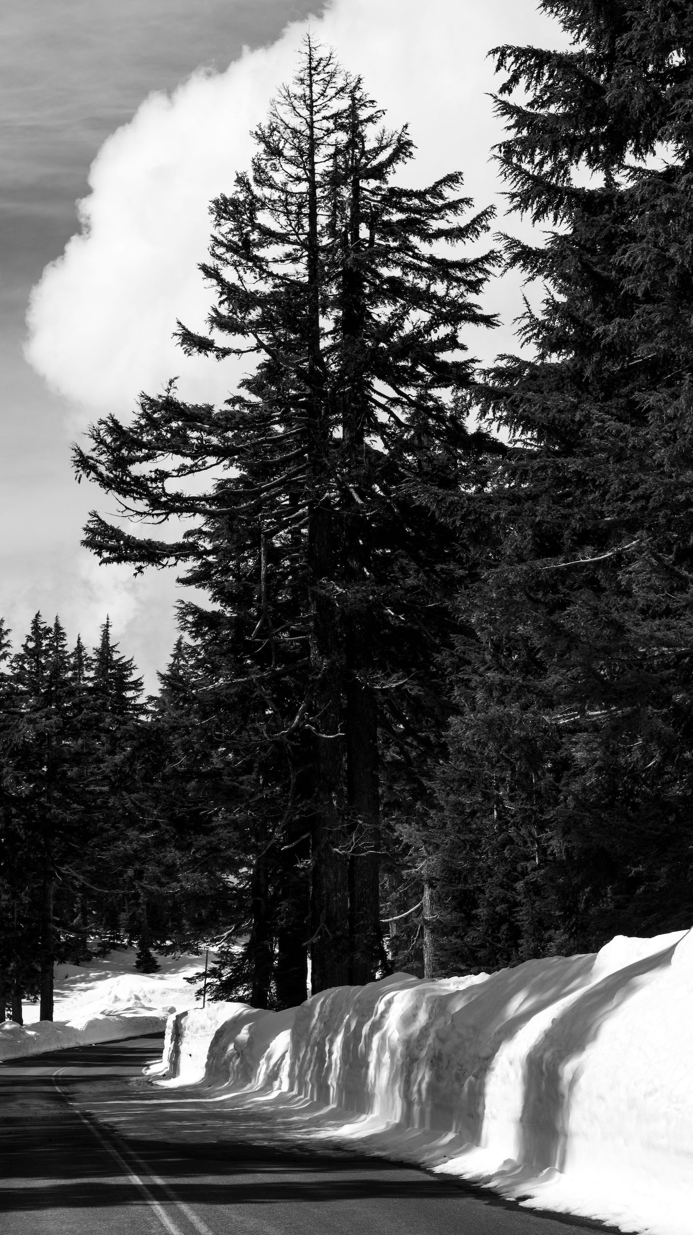 high contrast black and white photo of two trees side by side above a road with snowy curbs at crater lake national park