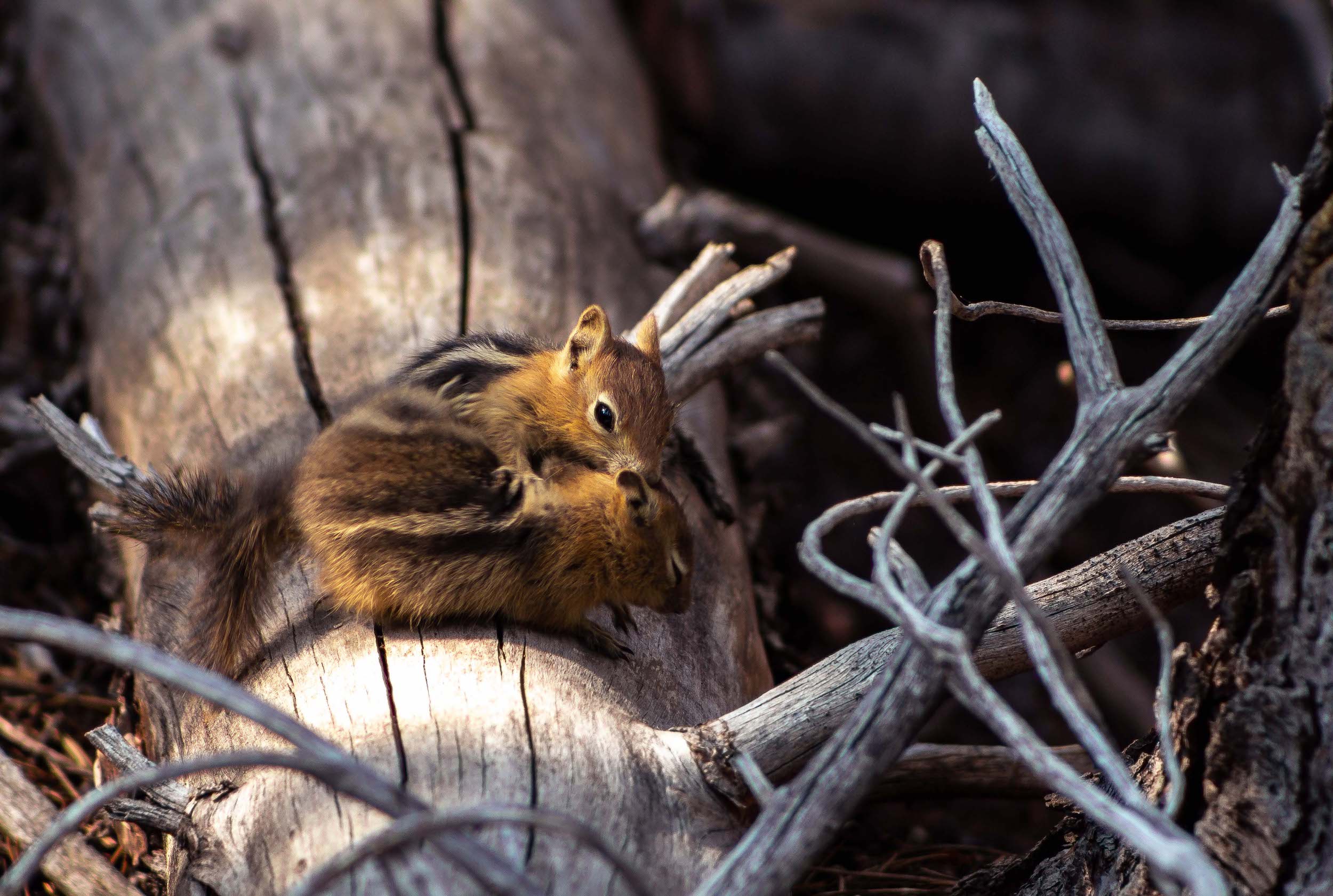 wild chipmunk cradling, comforting a friend at mount lassen volcanic national park california