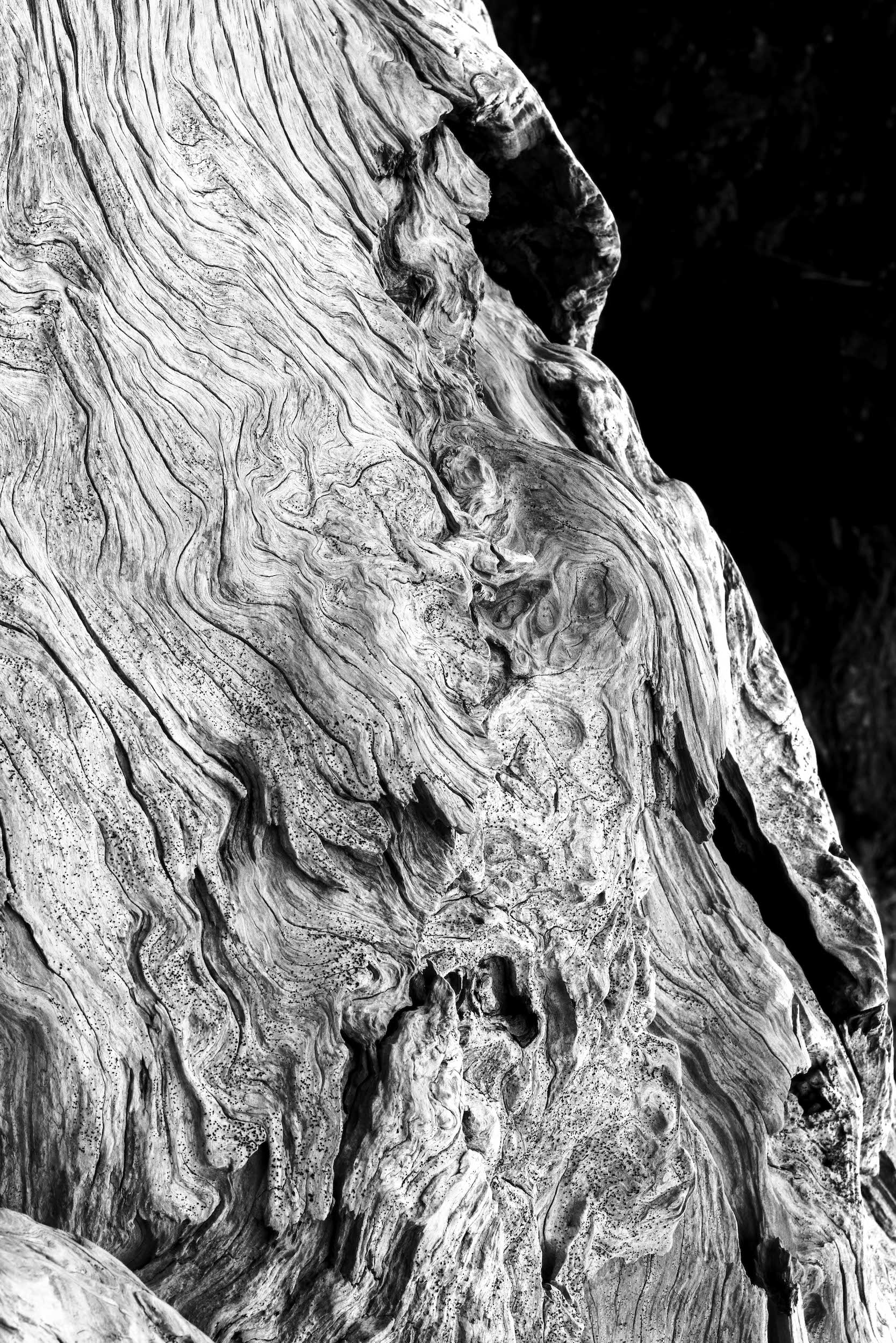 high contrast black and white photo of swirling driftwood texture
